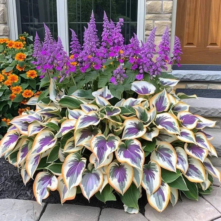 VerdureVibe™ Rare Hosta Seeds — Turn Shady Spots into Your Own Lush, Vibrant Garden Escape