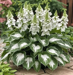 VerdureVibe™ Rare Hosta Seeds — Turn Shady Spots into Your Own Lush, Vibrant Garden Escape