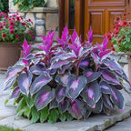 VerdureVibe™ Rare Hosta Seeds — Turn Shady Spots into Your Own Lush, Vibrant Garden Escape