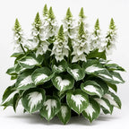 VerdureVibe™ Rare Hosta Seeds — Turn Shady Spots into Your Own Lush, Vibrant Garden Escape